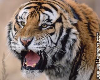 Animals tigers wild animals awesome wallpaper(1)