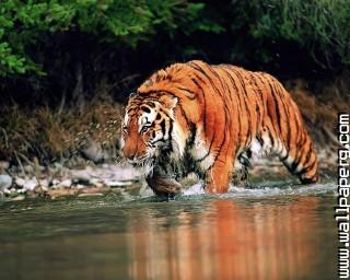 Animals tigers wild animals awesome wallpaper(2)