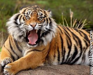 Animals tigers wild animals awesome wallpaper(3)