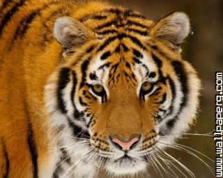 Animals tigers wild animals awesome wallpaper(4)