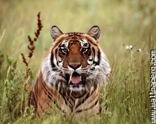 Animals tigers wild animals awesome wallpaper(5)