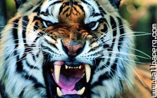 Animals tigers wild animals awesome wallpaper