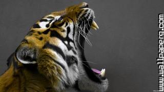 Animals tigers wild awesome wallpaper(1)