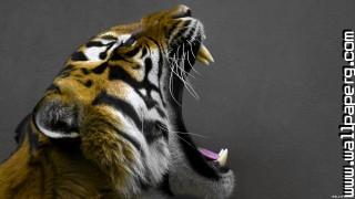 Animals tigers wild awesome wallpaper(1)