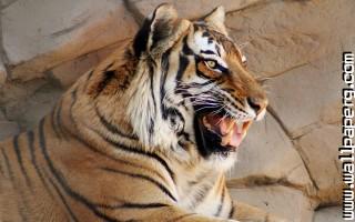 Animals tigers wild cat awesome wallpaper