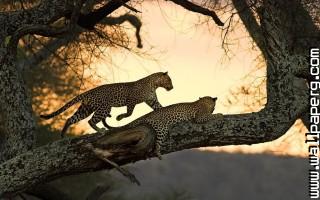 Cats leopards wild animals awesome wallpaper