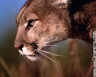 E up puma wild animals awesome wallpaper