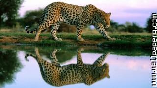 Flections wild animals awesome wallpaper