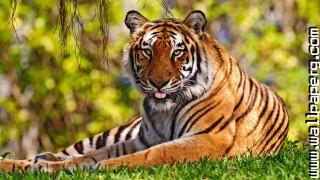 Idescreen wild animals awesome wallpaper