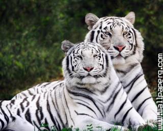 Ite tiger wild animals awesome wallpaper