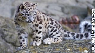 Leopards wild animals awesome wallpaper(1)