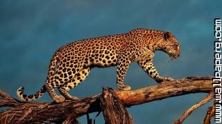 Leopards wild animals awe