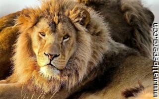 Lions nature wild animals awesome wallpaper