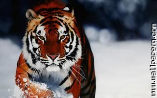 Ow tigers wild animals awesome wallpaper