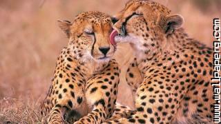Tahs love wild animals awesome wallpaper