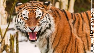 Ts tigers wild animals awesome wallpaper