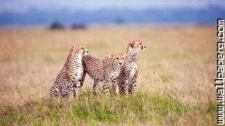 Y savanna wild animals awesome wallpaper