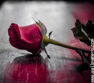 Red rose of love