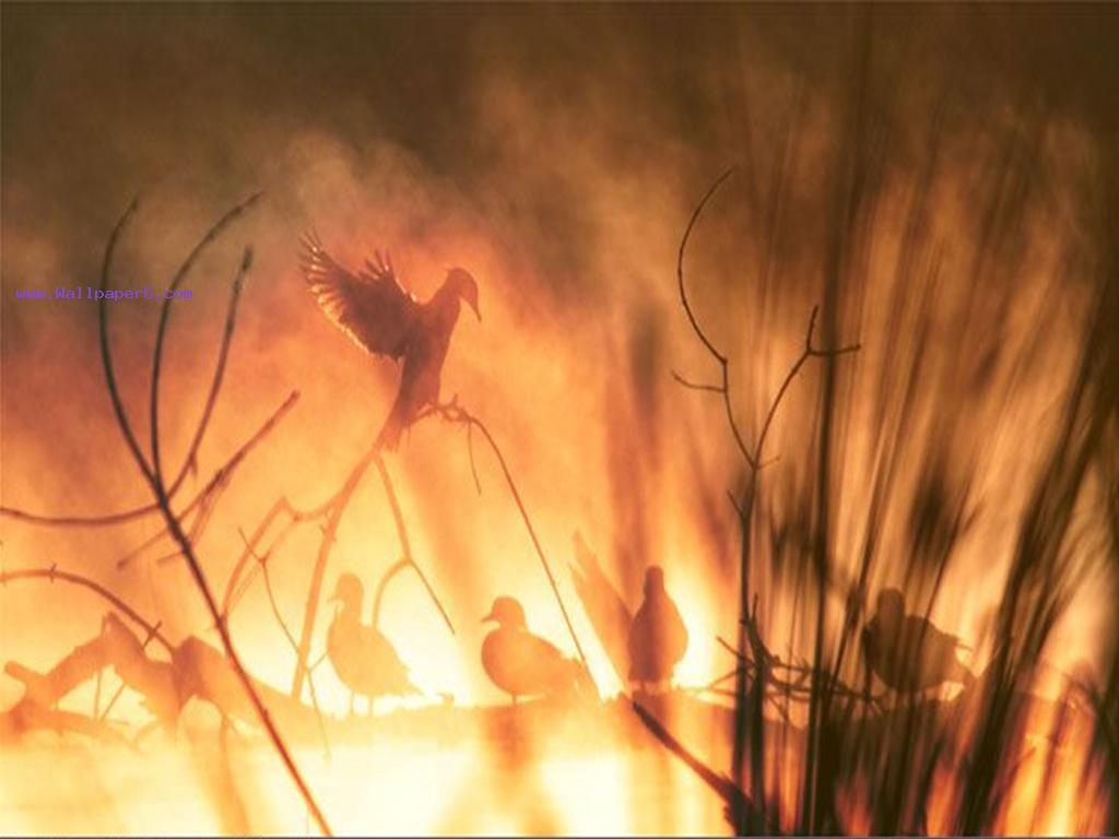 The burning birds