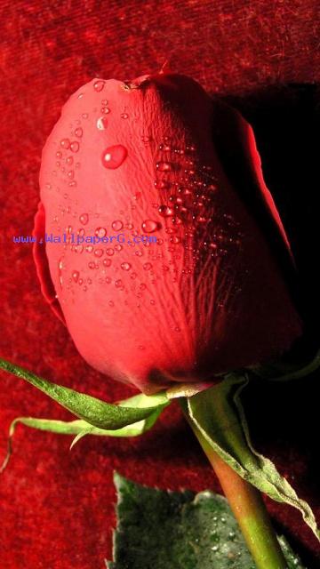 Happy rose day 01