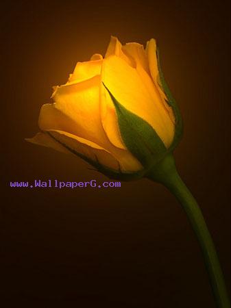 Yellow rose sign of friendship