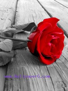 Red rose ultimate sign of love