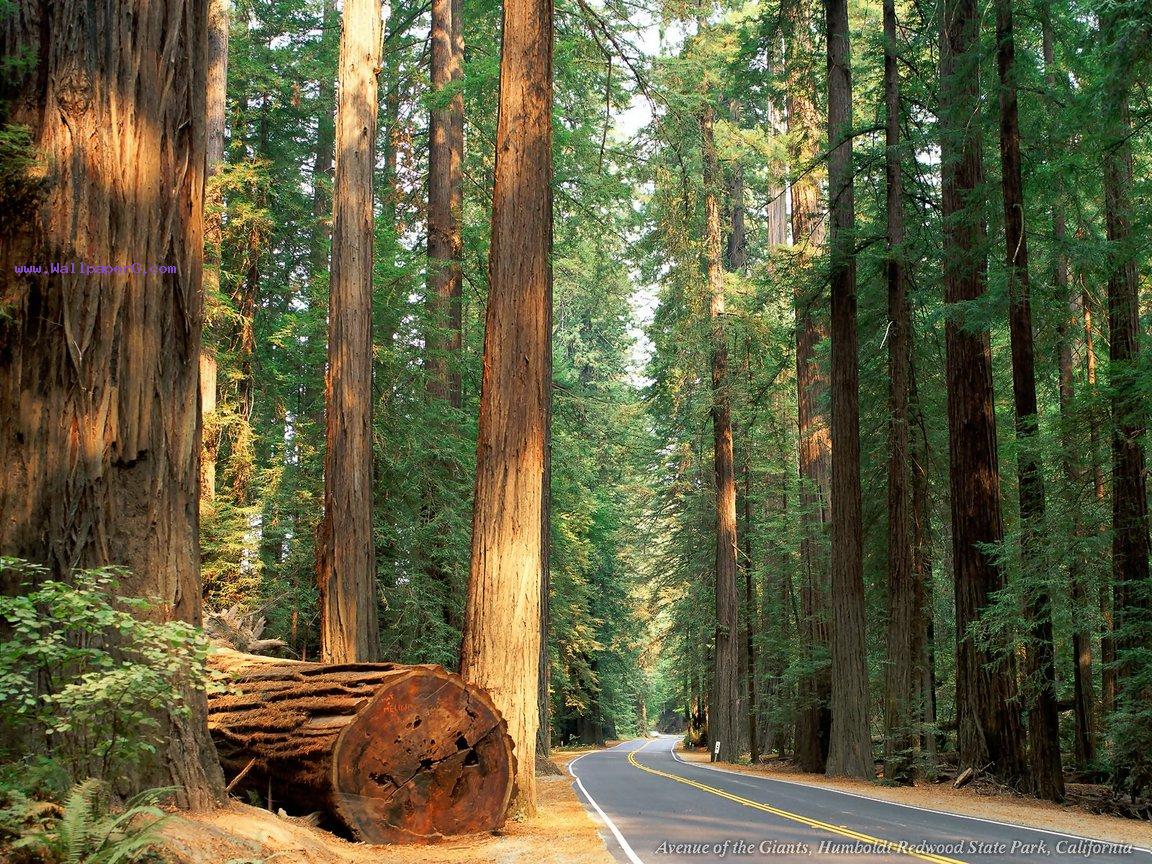 Avenue of the giants