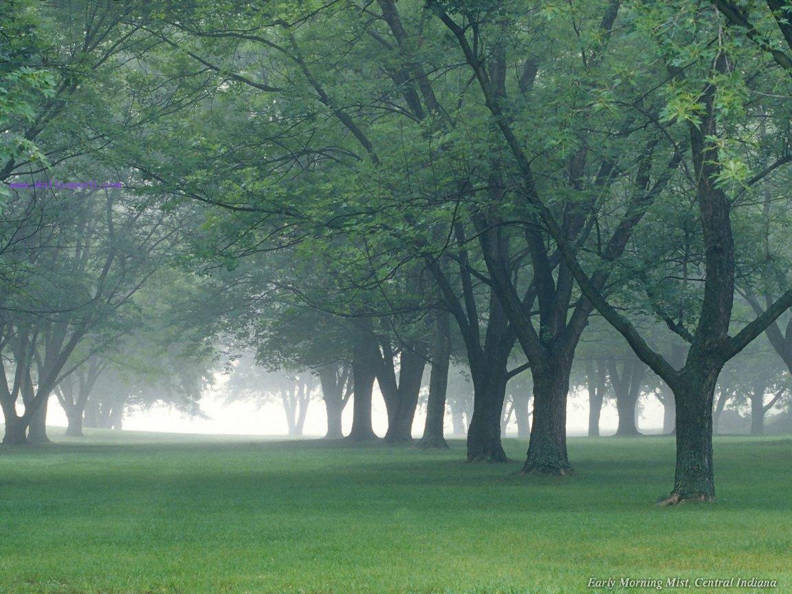 Early morning mist
