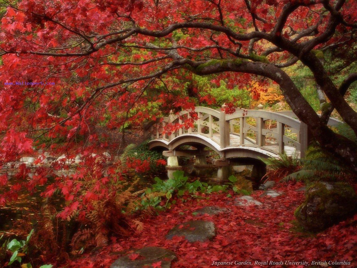 Japanese garden