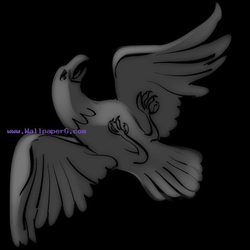 Aquila