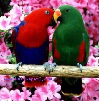 Love birds