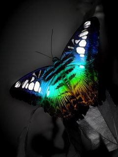 Colourful butterfly