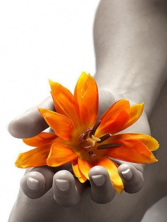 Flower on hand