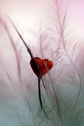 Feather red heart