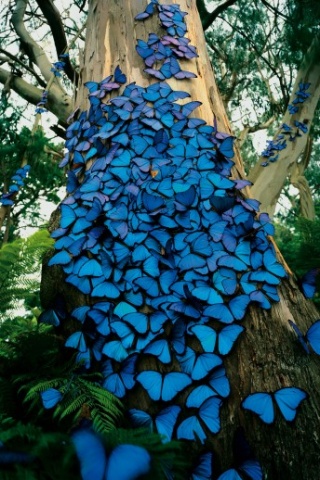 Blue beautiful butterflys