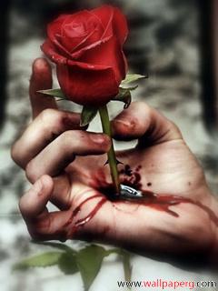 Rose of hurt
