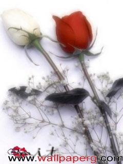 Red and white rose