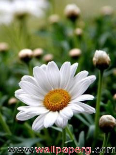 Daisy flower