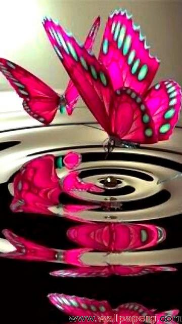 Pink butterfly