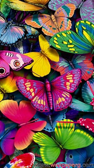 Colourful butterflies