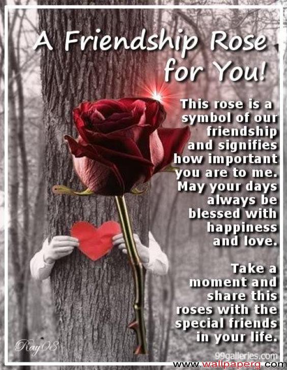 A frendship rose