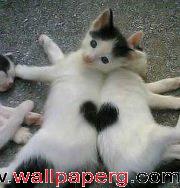 Love cat