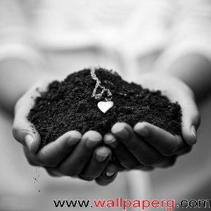 Root of love