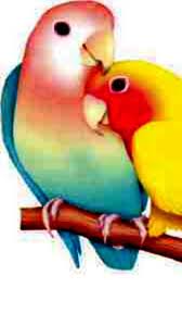 Loving parrots