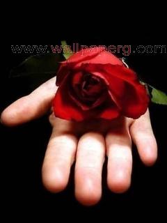 Red rose on love hand