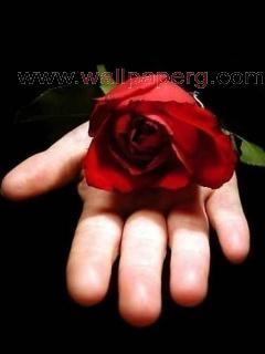 Red rose on love hand