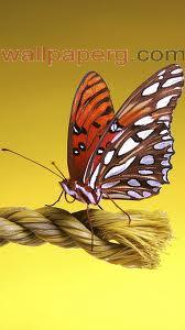 Beautiful butterfly