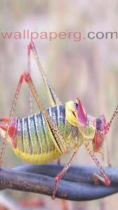  grasshopper 