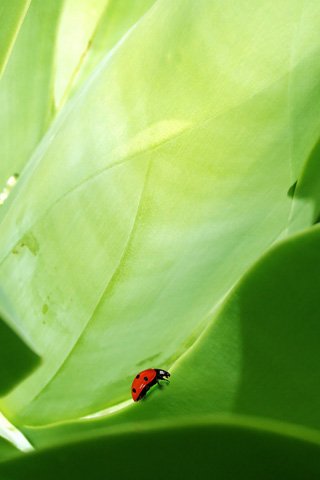 Green coccinella