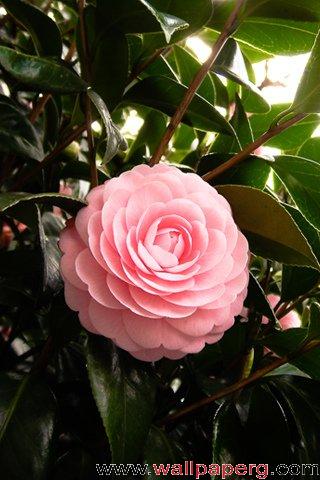 Small pink flowers